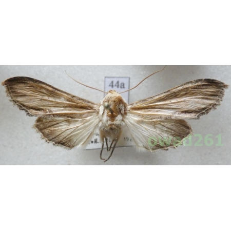 Cucullia lychnitis (Rambur, 1833) male Kapturnica firletówka Slovakia44a